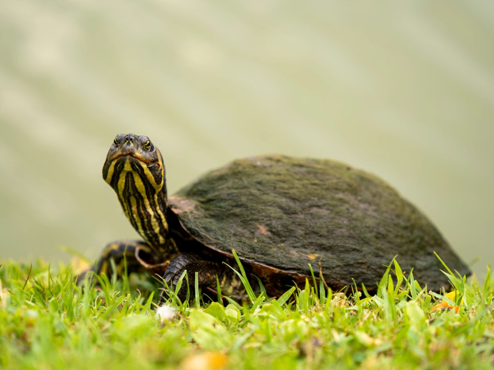 Harlem Meer Wildlife 20220716 03522