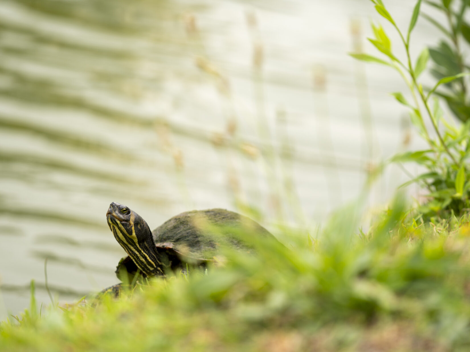 A turtle in the Harlem Meer, Central Park NYC