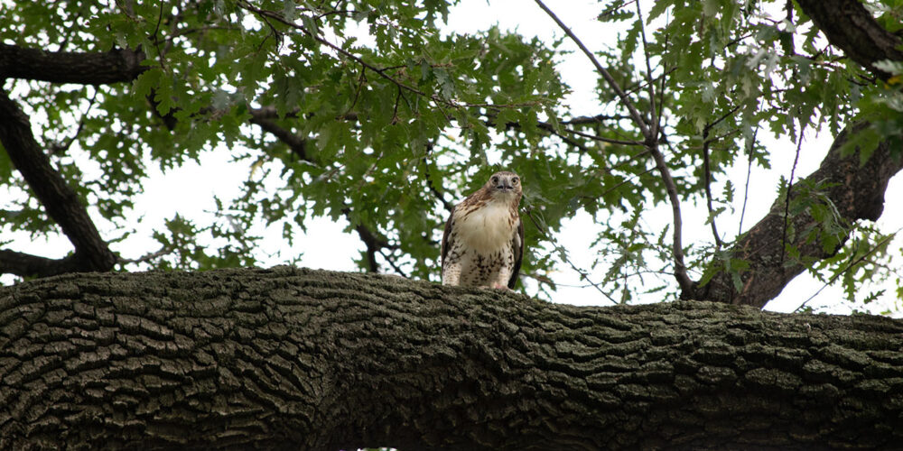 A hawk is alert to its prey as it perches on a tall branch