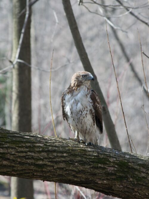 A red-tailed hawk sits on a tree branch in Central Park.