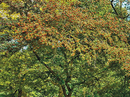 A view of the tree in late summer