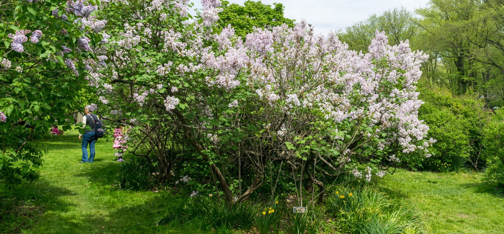 Nell Singer Lilac Walk on a sunny spring day