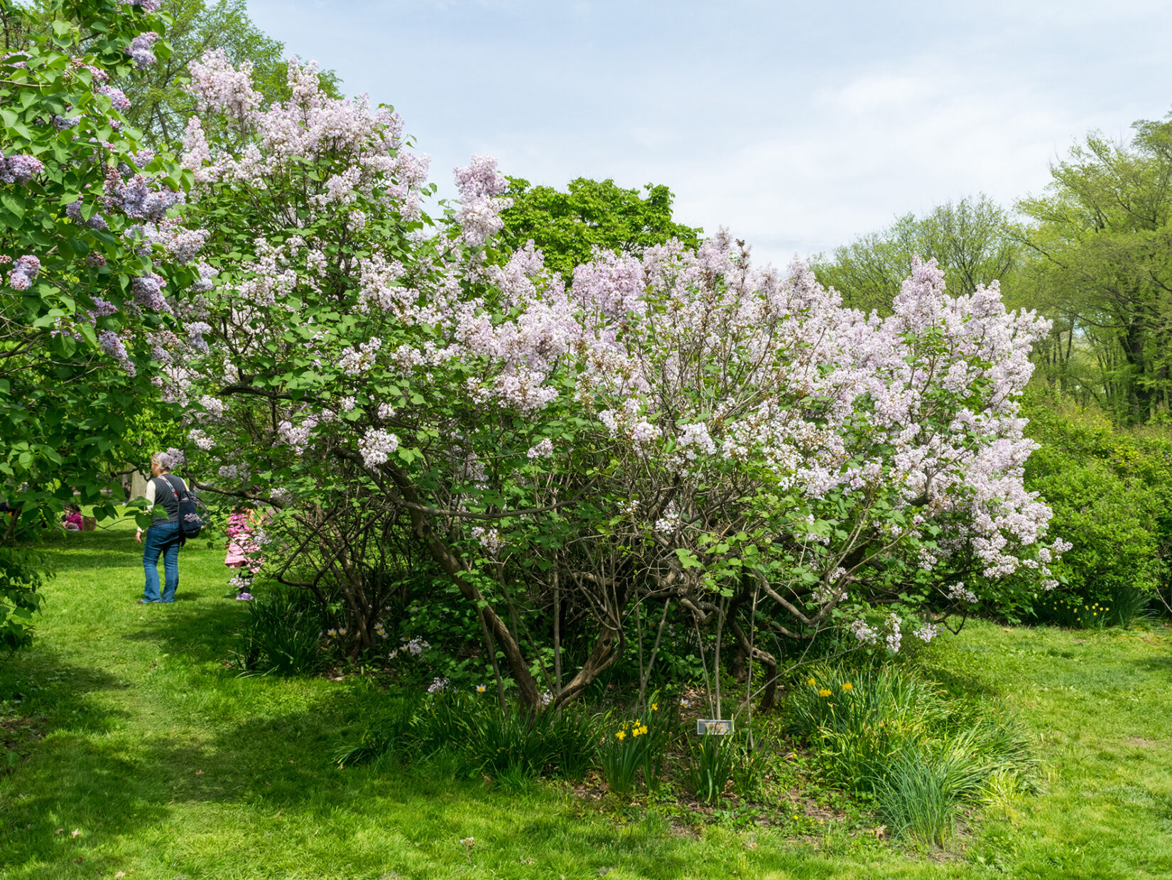 Nell Singer Lilac Walk on a sunny spring day