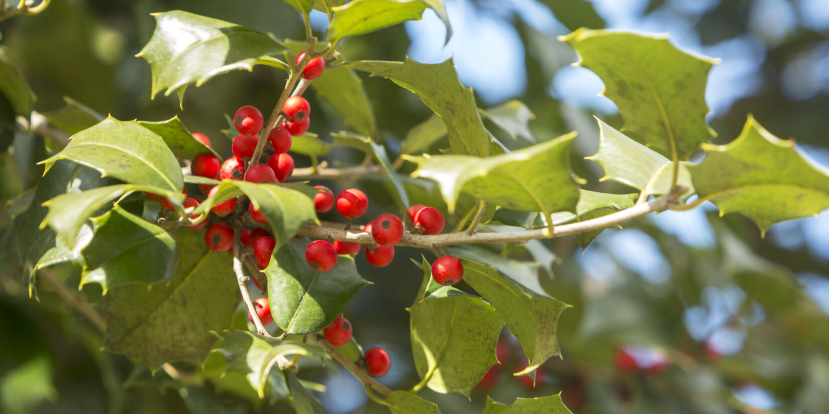 The pointed leaves and bright, red berries are featured in this close-up of an American Holly tree.