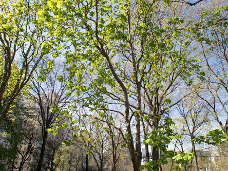 The tree in full showing thin, spindly trunk and branches