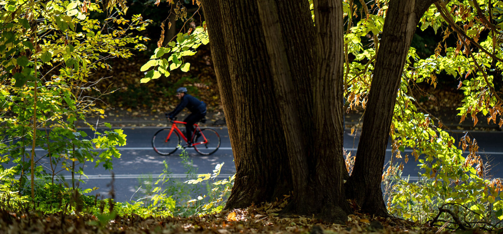 A bicyclist can be seen through the leaves and past the trunk of a large tree