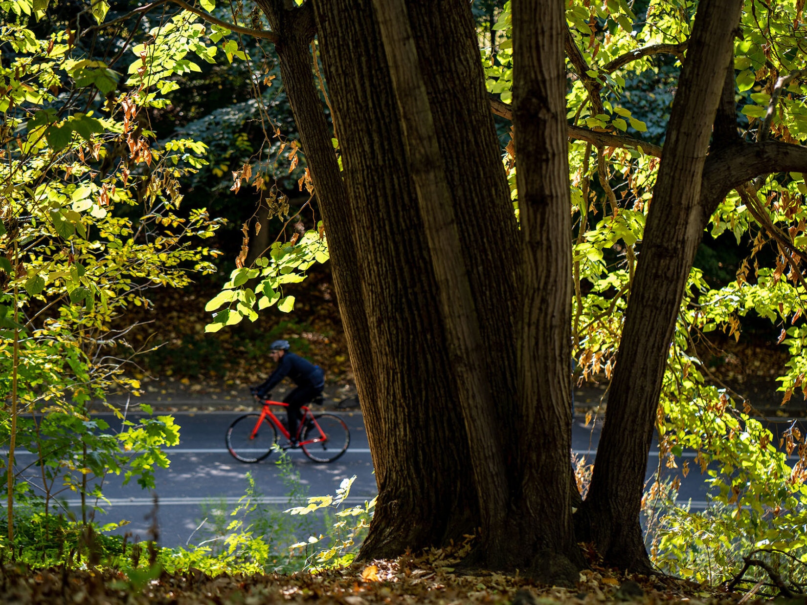 A bicyclist can be seen through the leaves and past the trunk of a large tree