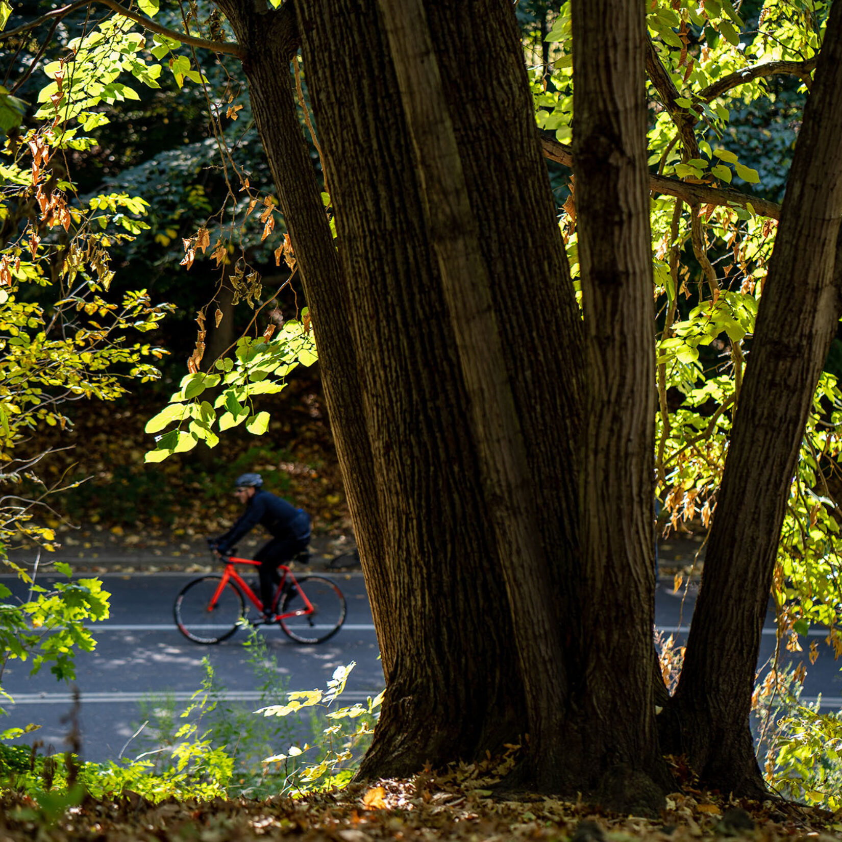 A bicyclist can be seen through the leaves and past the trunk of a large tree