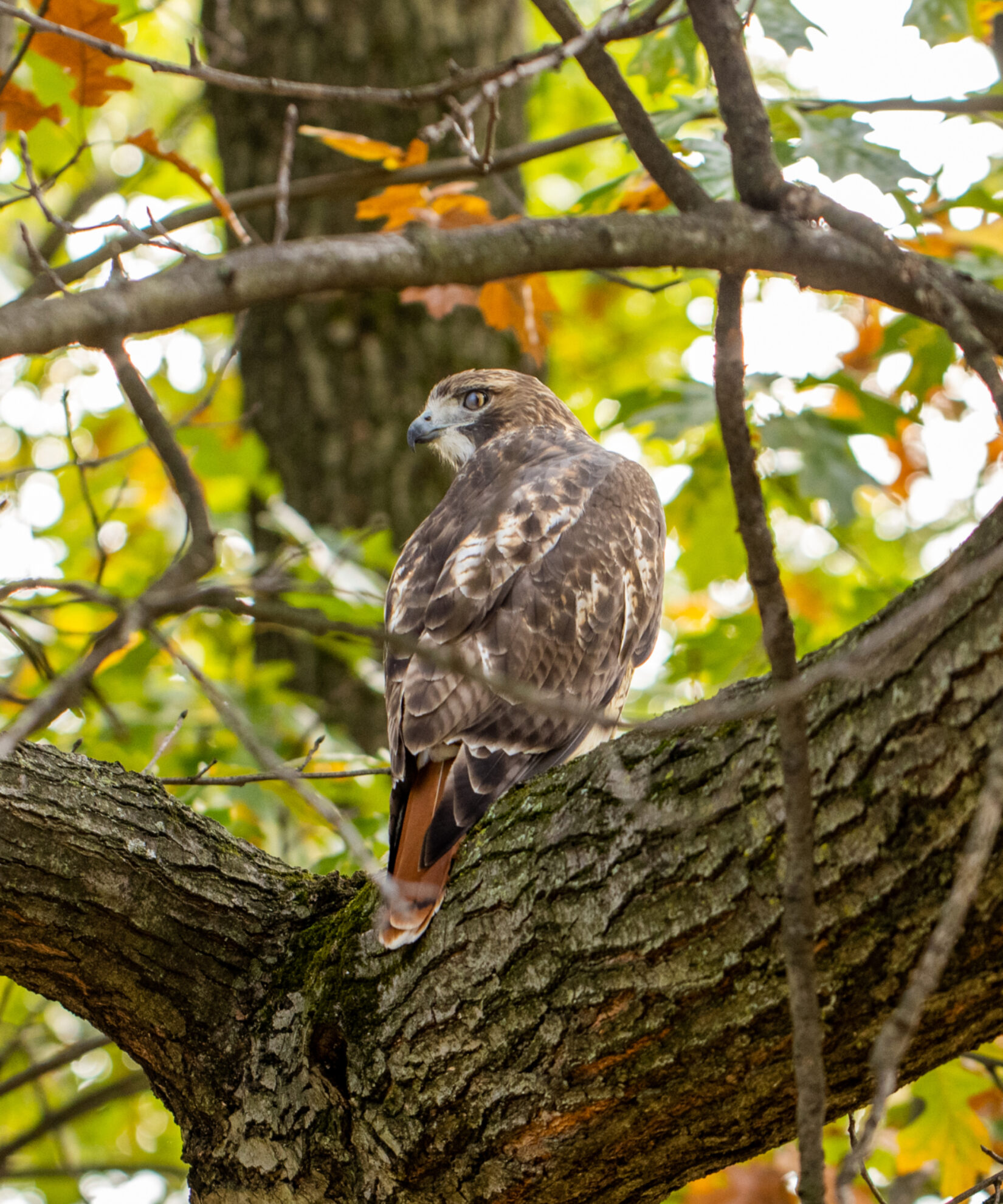 The red-tailed hawk perched on a branch in autumn.