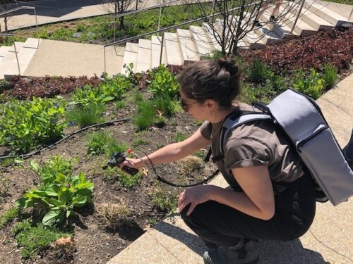 Michelle using a spectroradiometer on a plant at Yale University