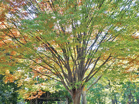 A full view of the tree