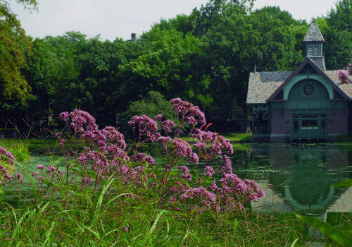 The plant seen on Harlem Meer