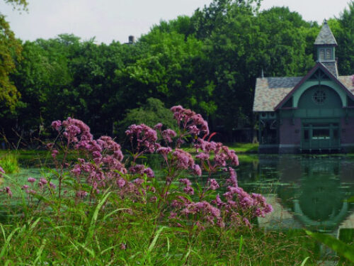 The plant seen on Harlem Meer