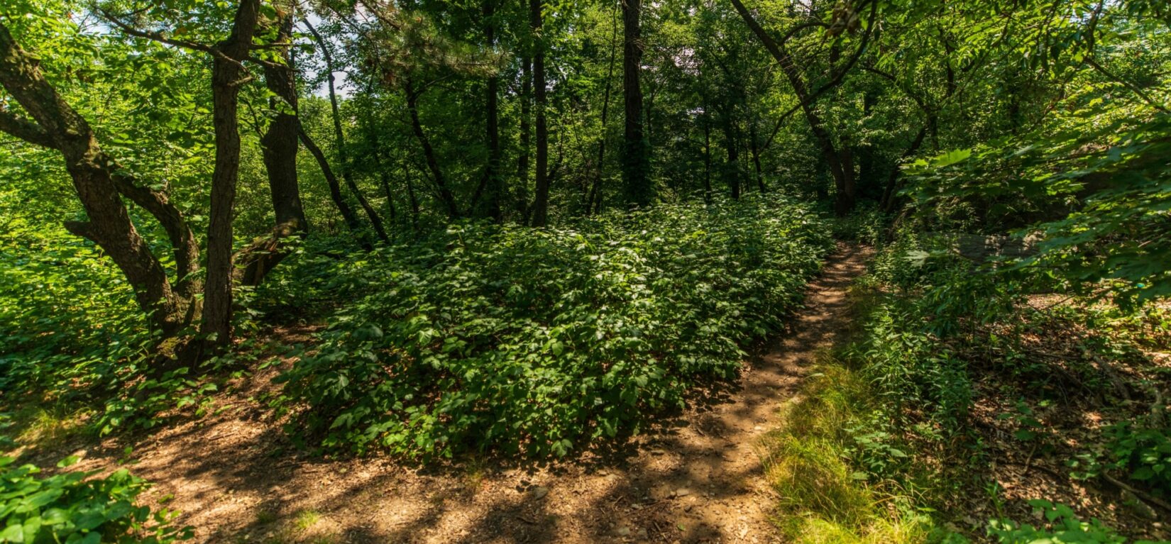 A path winds deeper into the North Woods