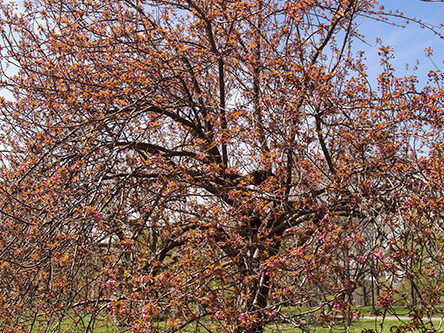 A full view of the tree