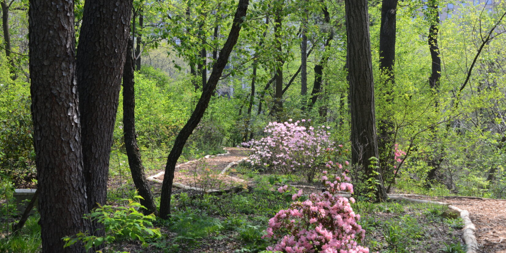 A path winds through a landscape of pink blossoms and trees with spring-green leaves