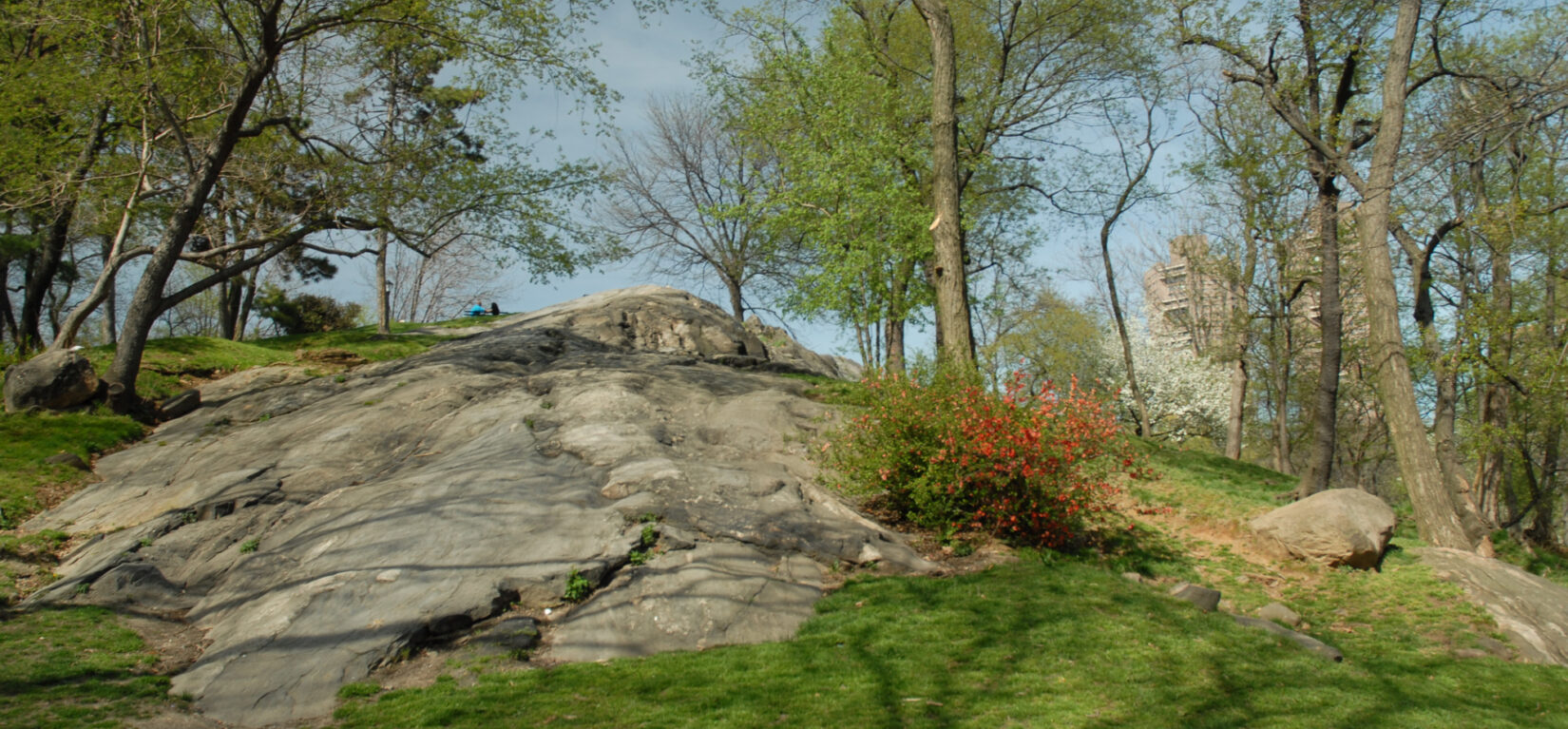 A rocky landscape with trees