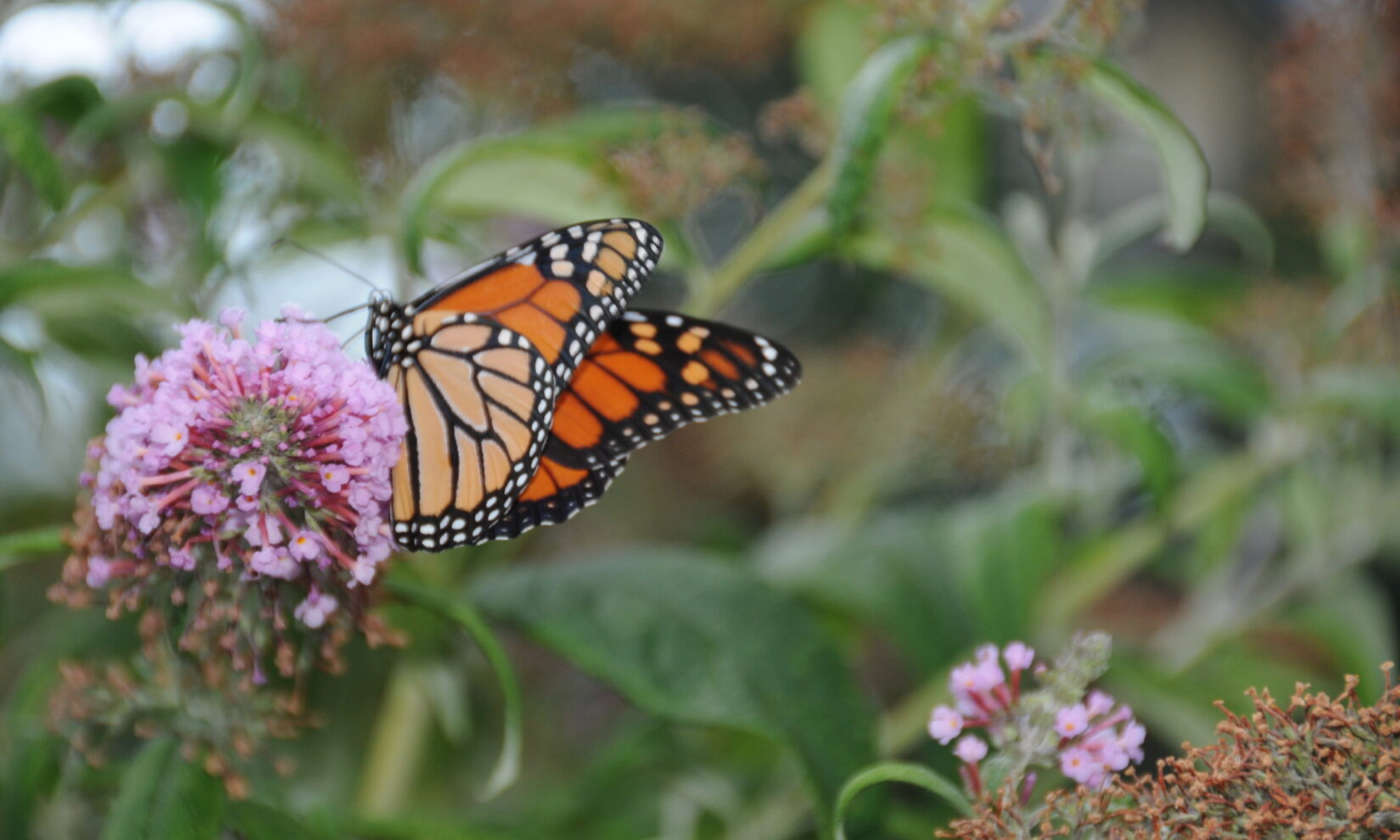 A monarch butterfly in a close-up photograph perched on a bud.