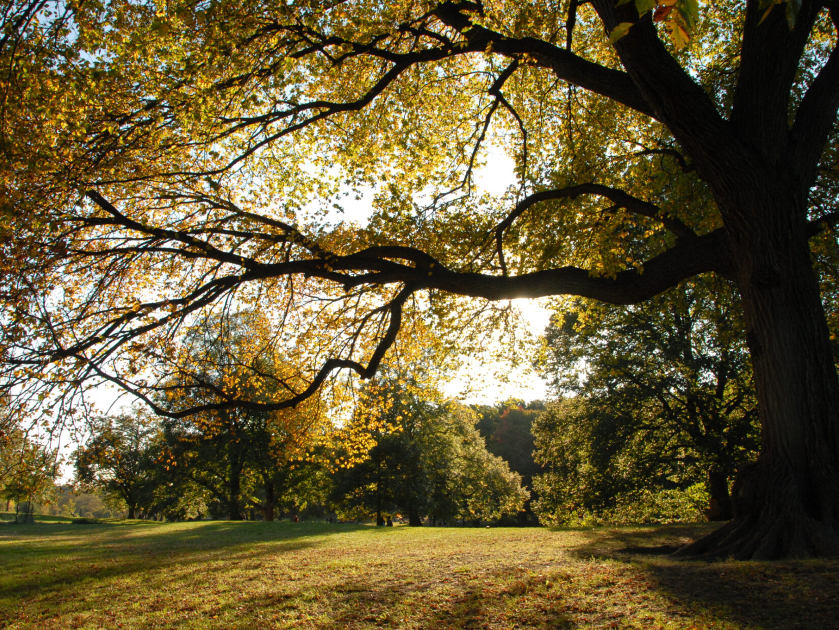 Landscapes Prospect Park DSC 0041