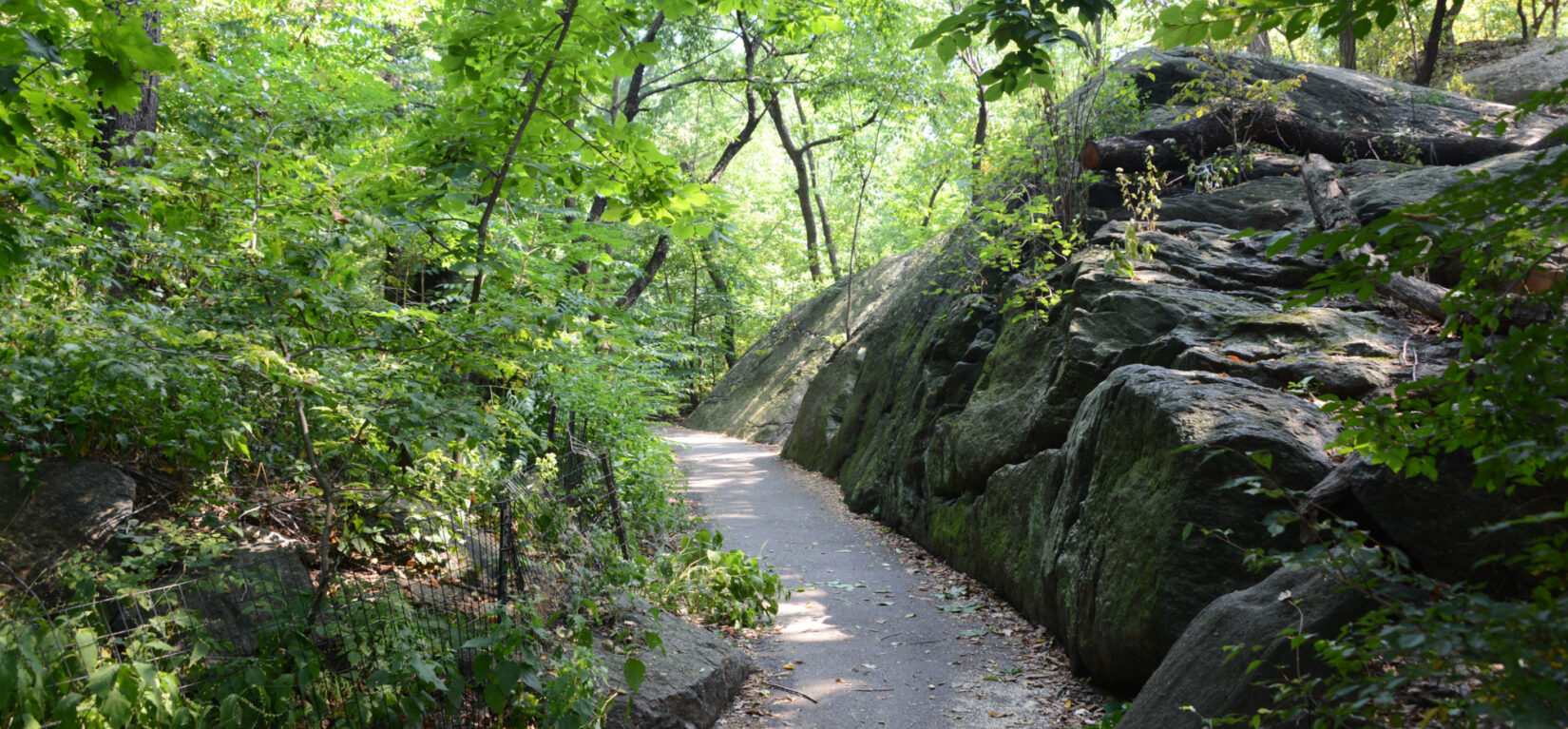 A path winds through the Ramble, seen in summer