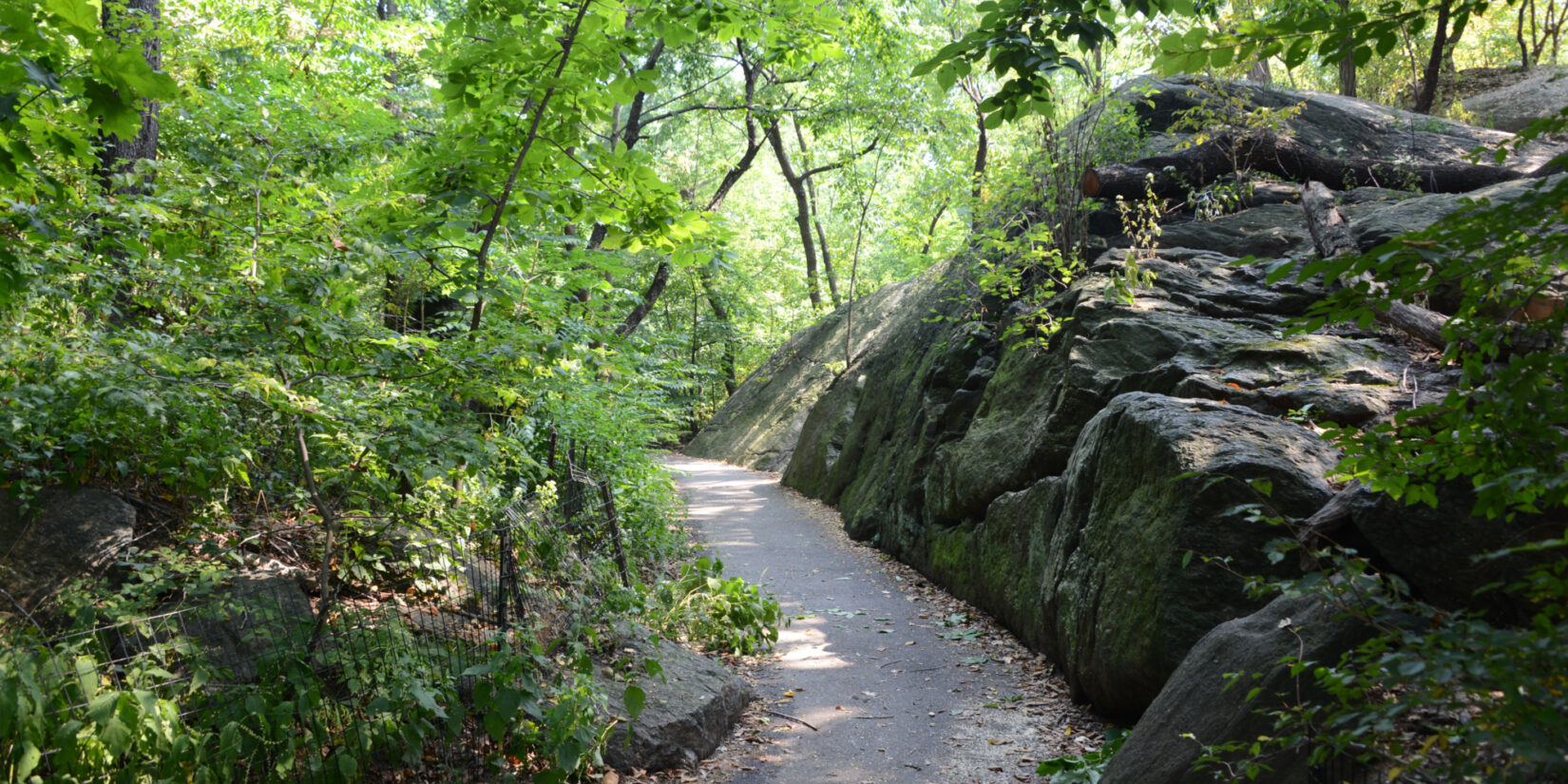 A path winds through the Ramble, seen in summer