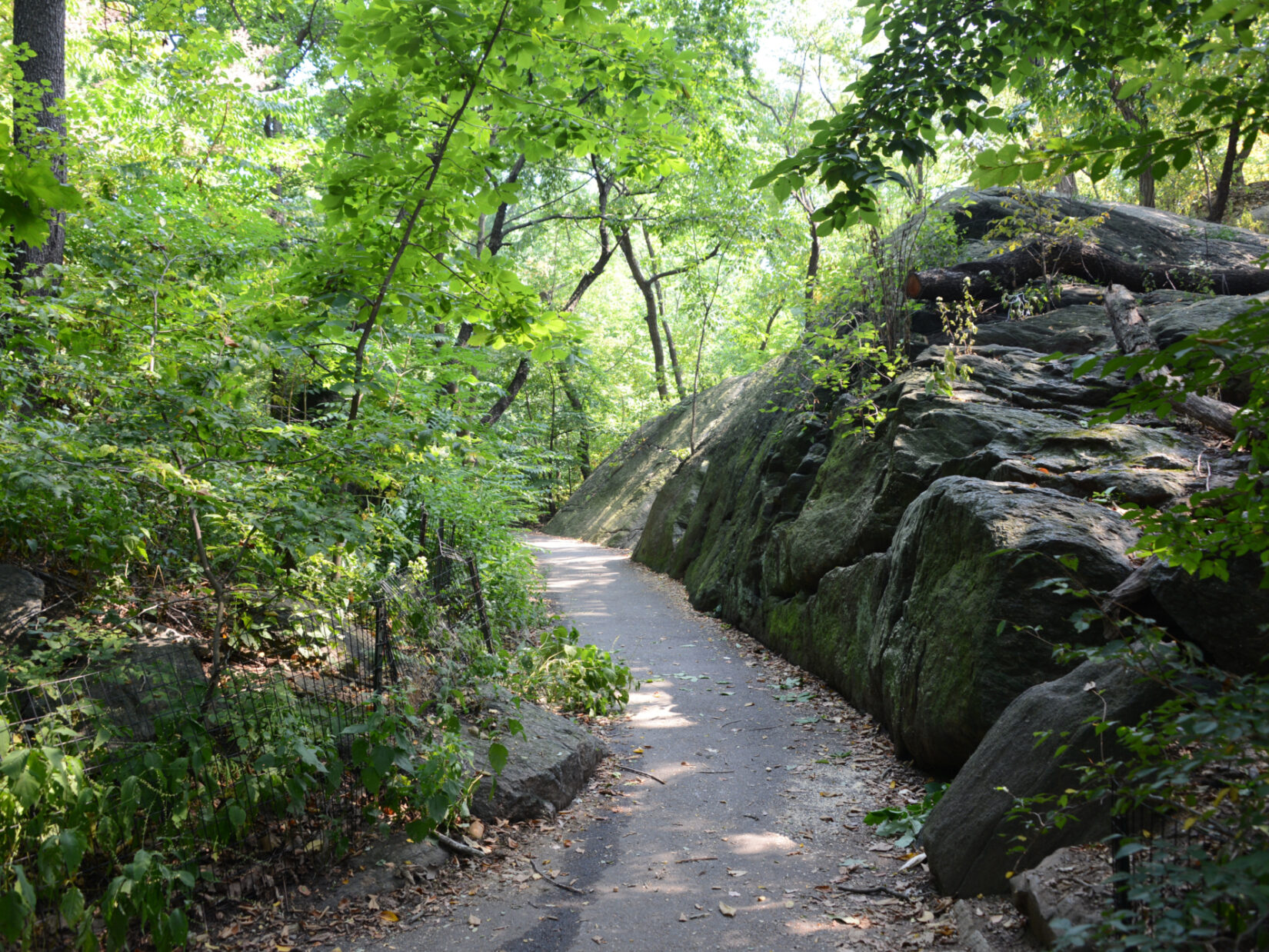 A path winds through the Ramble, seen in summer