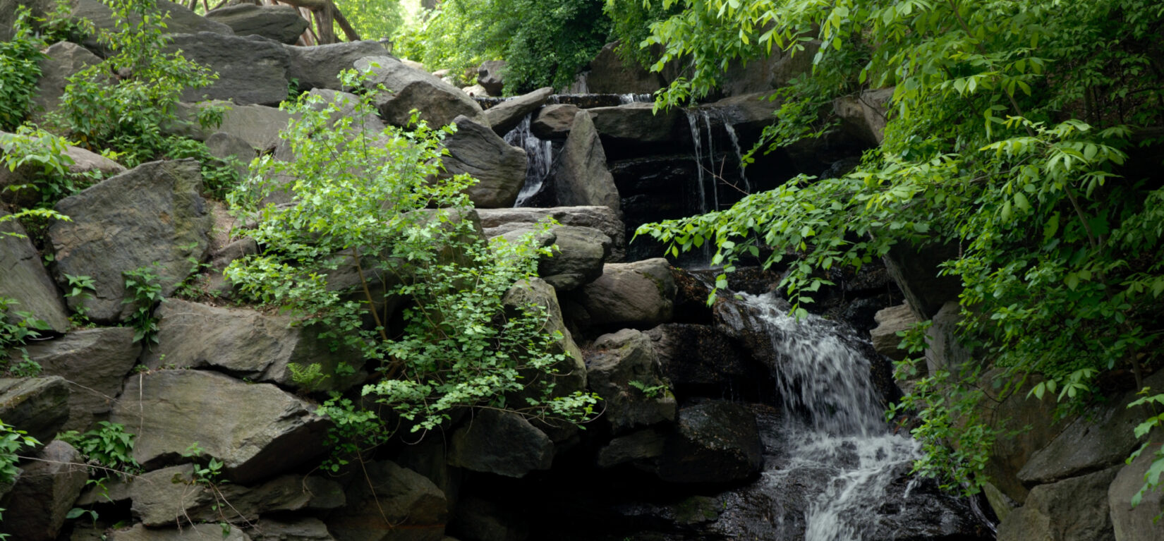 Landscapes Ravine Summer DSC 0199