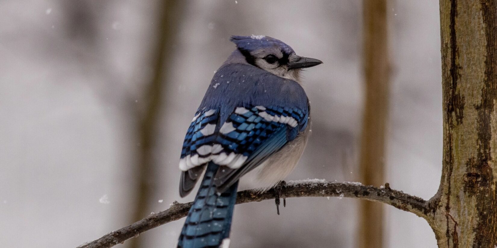 A blue jay is perched on a bare branch