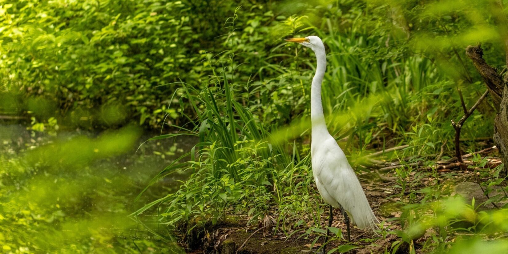 An egret stands on the banks of the Loch, surrounded by the lush green landscape