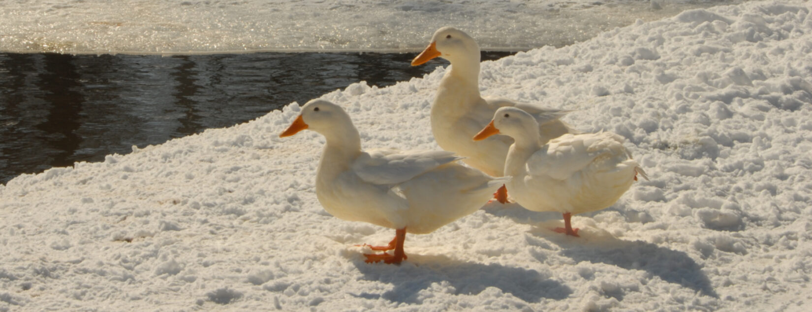 White pekin ducks on a white snowy ground in Central Park.