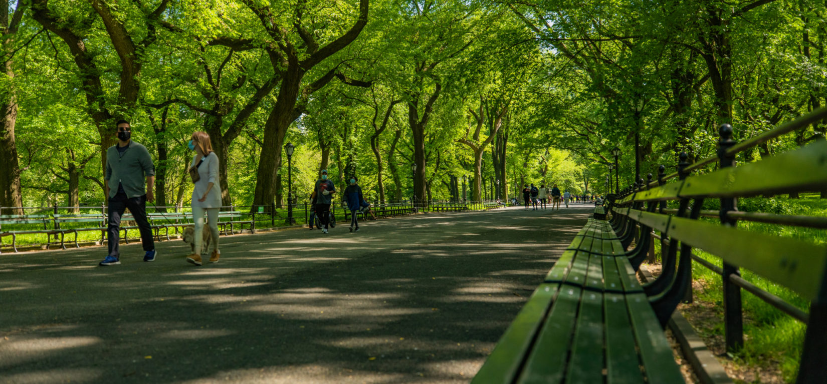 A view looking down the Mall under a canopy of elm trees