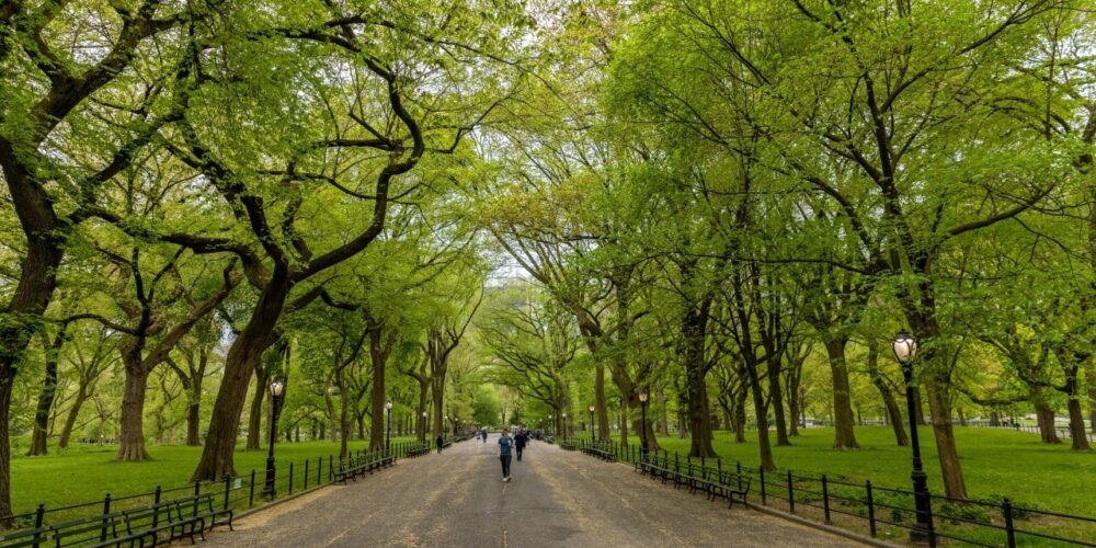 A canopy of green leaves on the trees on either side of the Mall