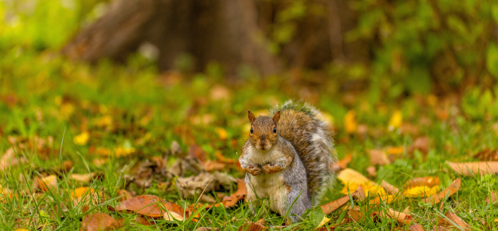 Mall Squirrel 20201027 1232 RT