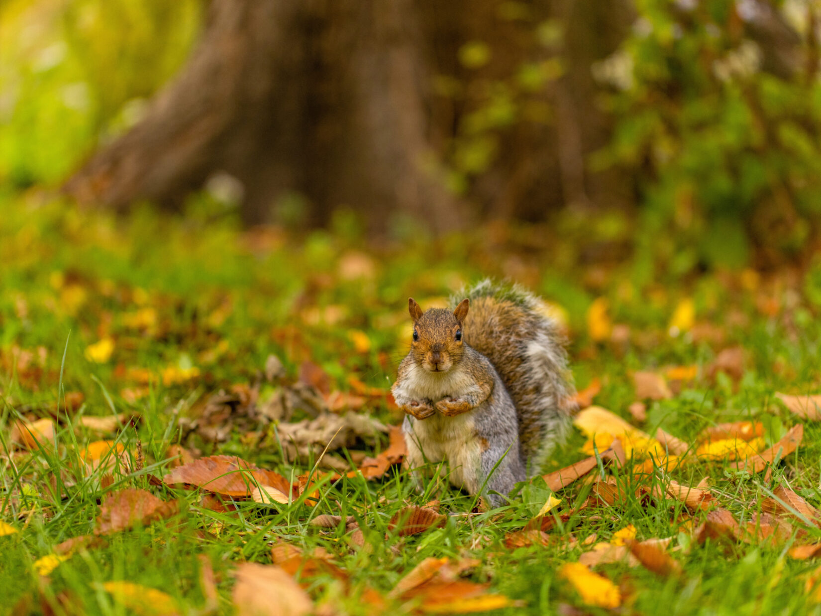 Mall Squirrel 20201027 1232 RT