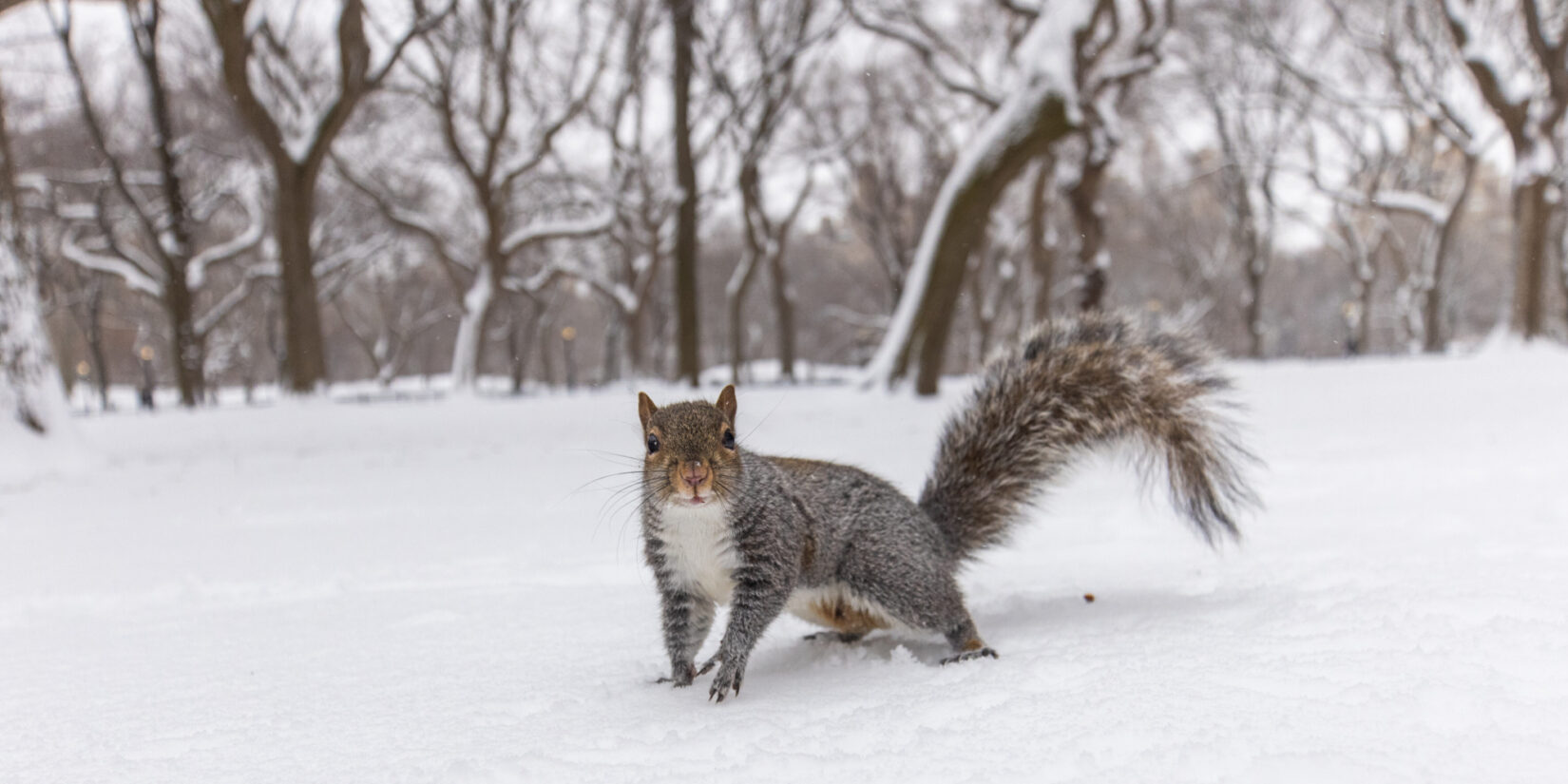 A squirrel in the snow in Central Park.