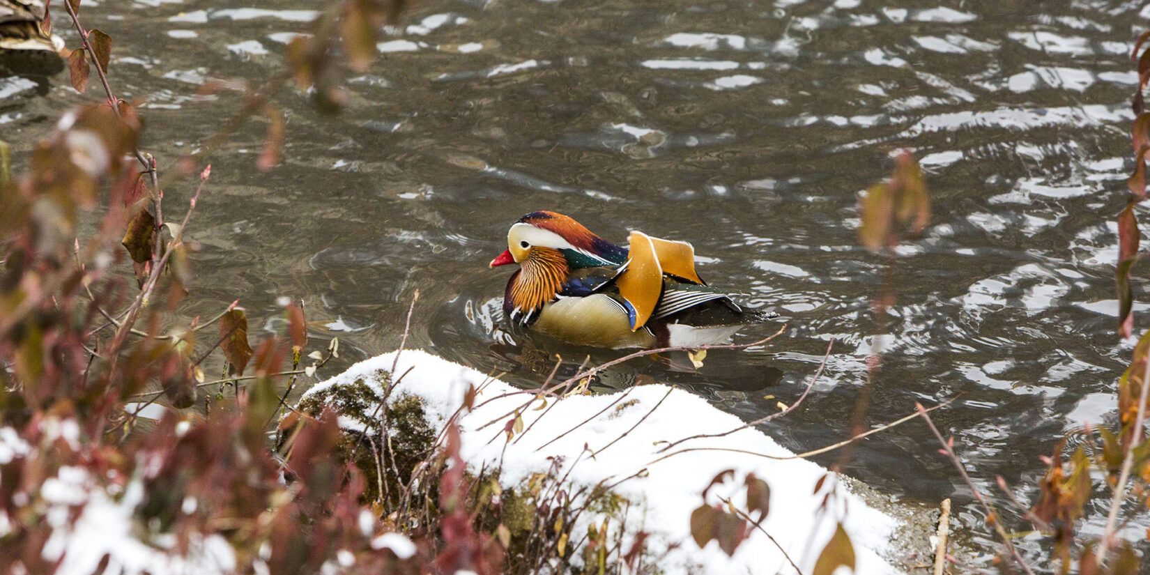 The unusual feathers of the mandarin duck offset by snow-dusted rocks and brown leaves in the foreground