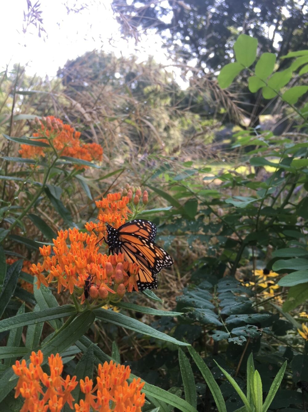 A monarch butterfly alit on a bud