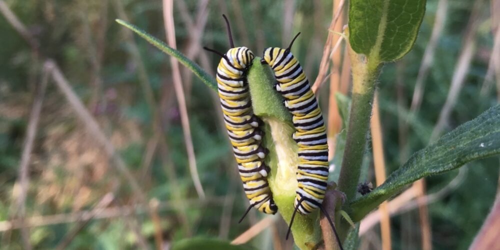 Two caterpillars at work on a plant