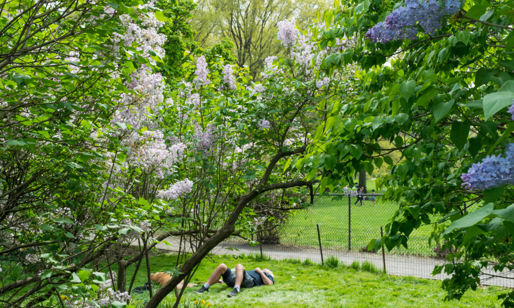 A man and his dog are sprawled out and napping under the lilacs