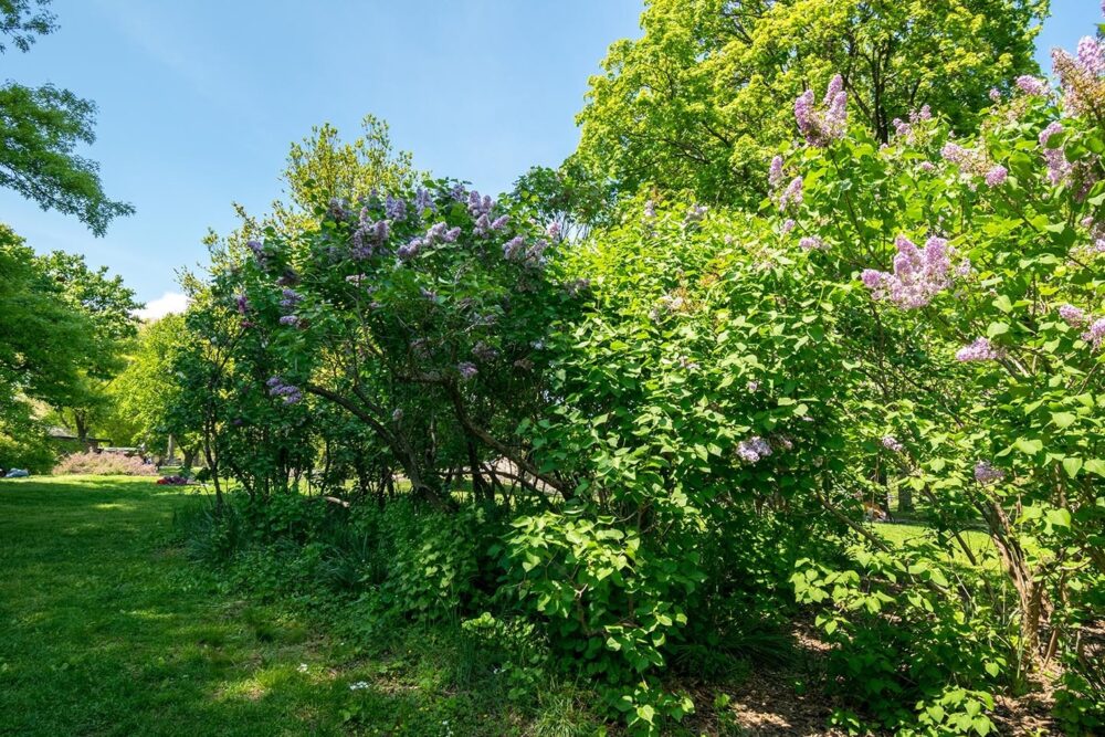 A view of blooming lilac trees