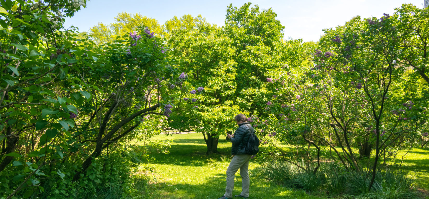 Nell Singer Lilac Walk 20190508 002