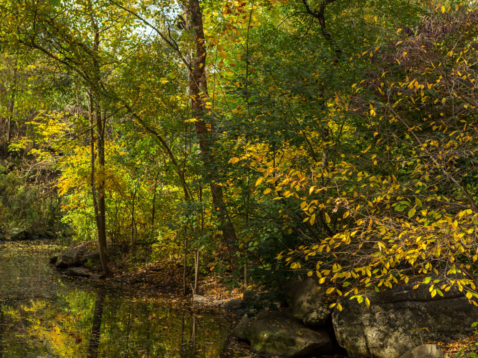 A stream reflecting autumn leaves in the North Woods