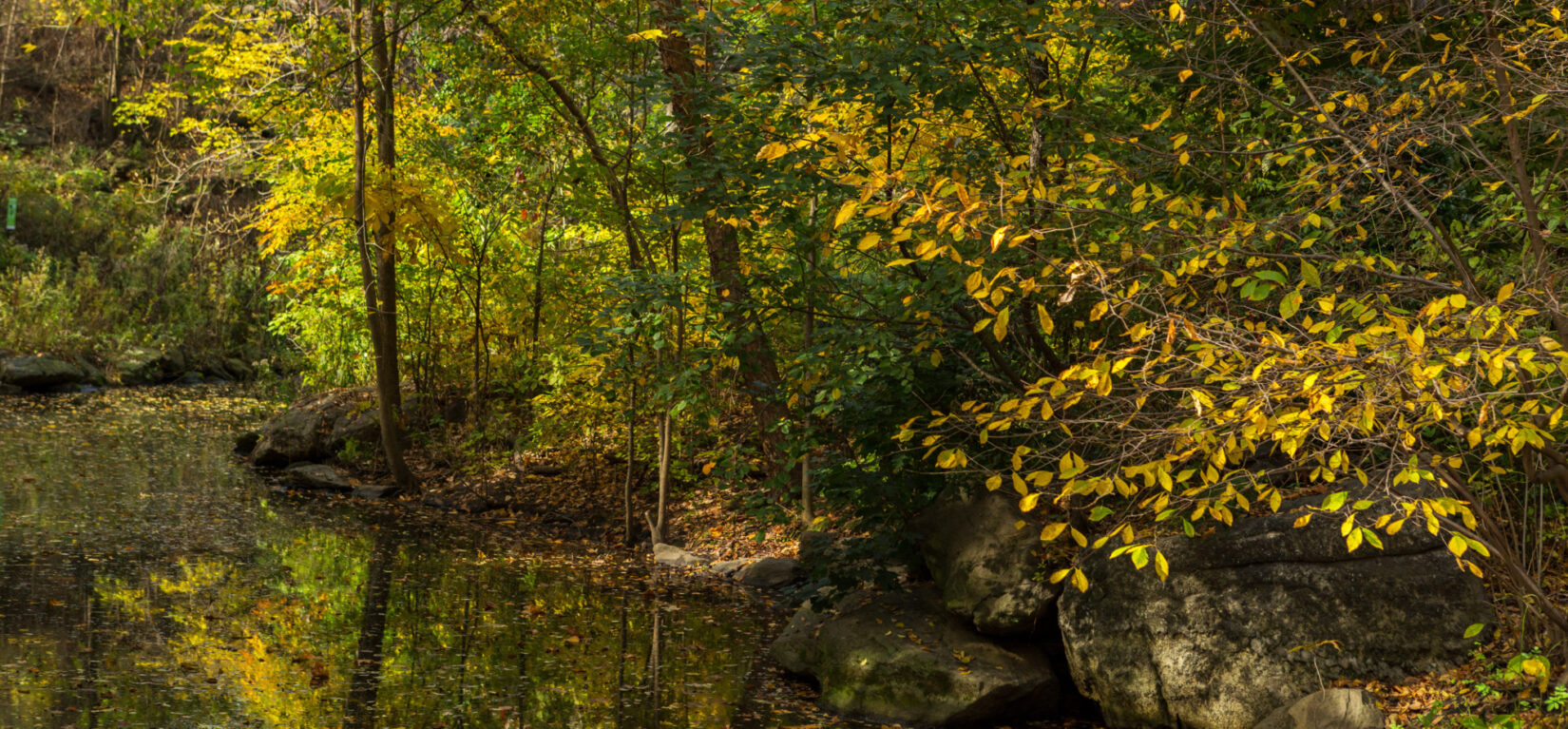 A stream reflecting autumn leaves in the North Woods