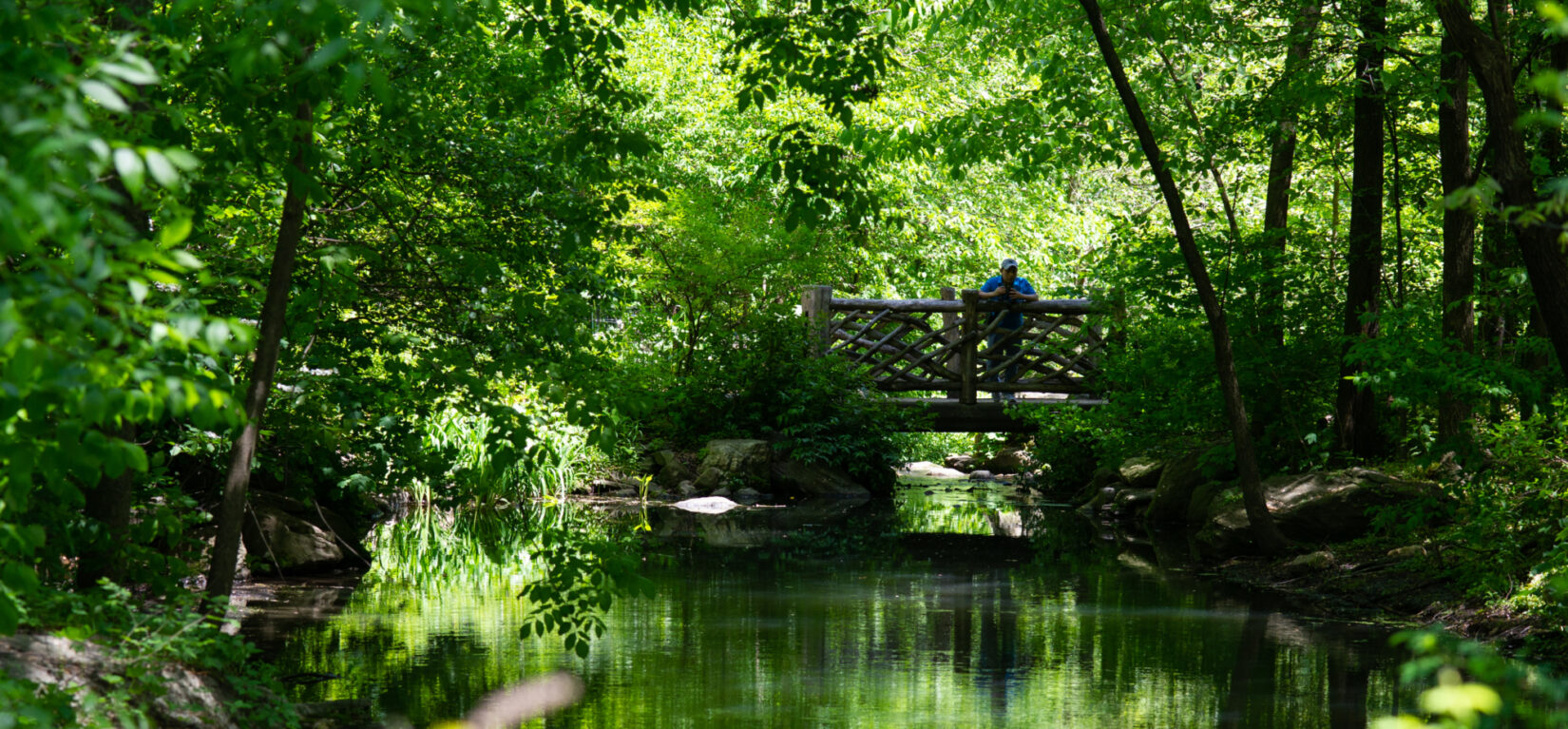 A birder poised on a rustic bridge