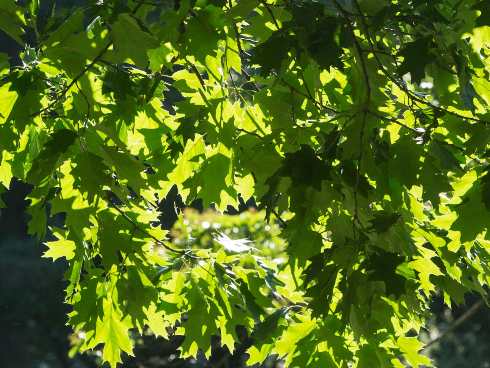 The distinctive leaves backlit by sunlight