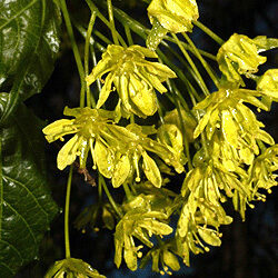 Detail of flowers