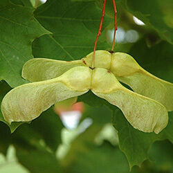 Detail of fruit