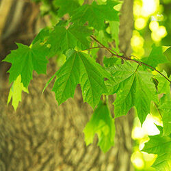 Detail of leaves