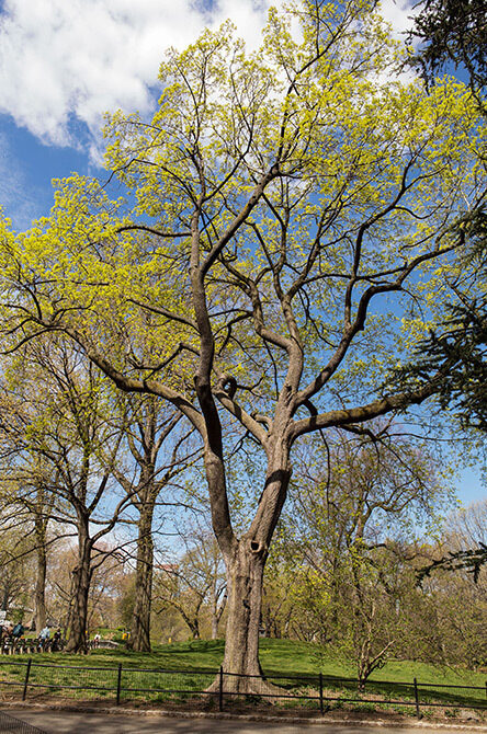 A full view of the tree