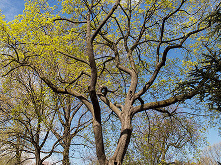 A full view of the tree